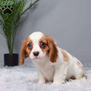 Regan, Cavalier King Charles Spaniel Puppy